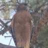 Profilbild von eagle over texas