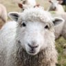 Mr. Sheep 的头像