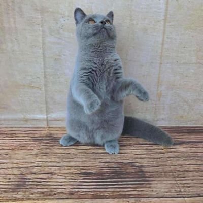kiii's profile picture