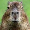 Profilbild von NOPE
