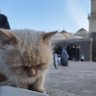 PuyoPopoPonyo profil fotoğrafı