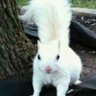 Фото профиля White Squirrel