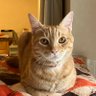 Roku's profile picture