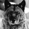 GreyWolf🛡🩸 profil fotoğrafı