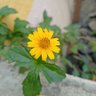 Shrikant 的头像