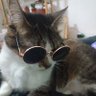Lapin Rose's profile picture