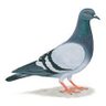 Profilbild von Rat of the Air.