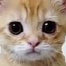 TomMythicEnjoyer's profile picture