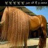Фото профиля Ahamed