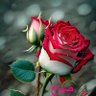 Фото профиля ساره محمد
