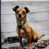 Shelly profil fotoğrafı