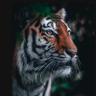 The Beast's profile picture