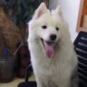 不是吧啊sir profil fotoğrafı