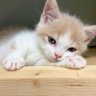 Profilbild von 坏脾气的小懒猫