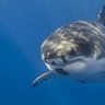 Фото профиля Shark 🇺🇸🇮🇪
