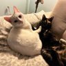 Profilbild von Pamthecat