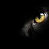 Alleycatfree profil fotoğrafı