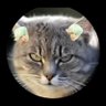 Profilbild von そうなぎのおば🐱DDGD🤍