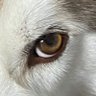 🐺ぼんくる🐰🖤👑's profile picture