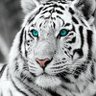 Bigcat 🐯 的头像
