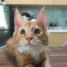 てんちゃん profil fotoğrafı