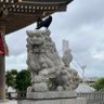 masaya profil fotoğrafı