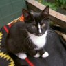 Profilbild von CrazyCatLady