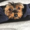 Gentleman Phil 的头像