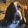 Profilbild von Freddie Fumundacheese.