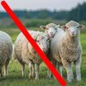 Profilbild von the unsheep