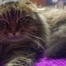Сергій profil fotoğrafı