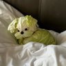 みあ's profile picture