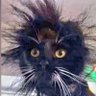 Profilbild von King of the cats