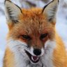 Profilbild von Fax