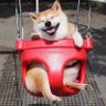 SHIBZY's profile picture