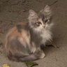 すとろべりーぱふぇ 的头像