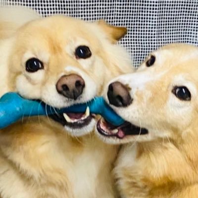 tetsu_tochi's profile picture