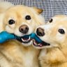 てつトチ profil fotoğrafı