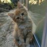 cat in the box's profile picture