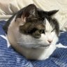 Profilbild von もこ