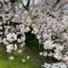 Фото профиля マカロニ