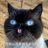 上空清 profil fotoğrafı