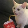 meow464 - e/acc 的头像