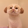Profilbild von あっけんゆう