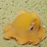 Фото профиля クククフフ