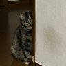 ふーにゃん 的头像