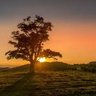 Tree profil fotoğrafı