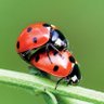 Фото профиля Djoklene Gevels