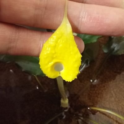 Silent aquarium's profile picture