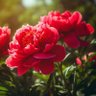 peony profil fotoğrafı